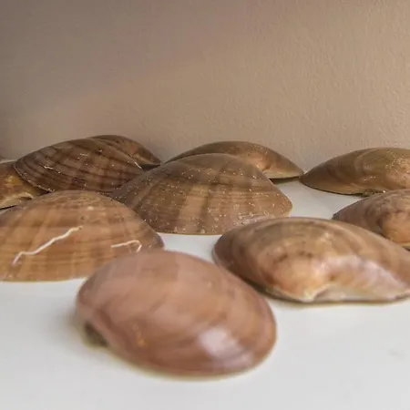 Meri